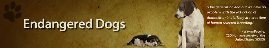 Endangered Dogs